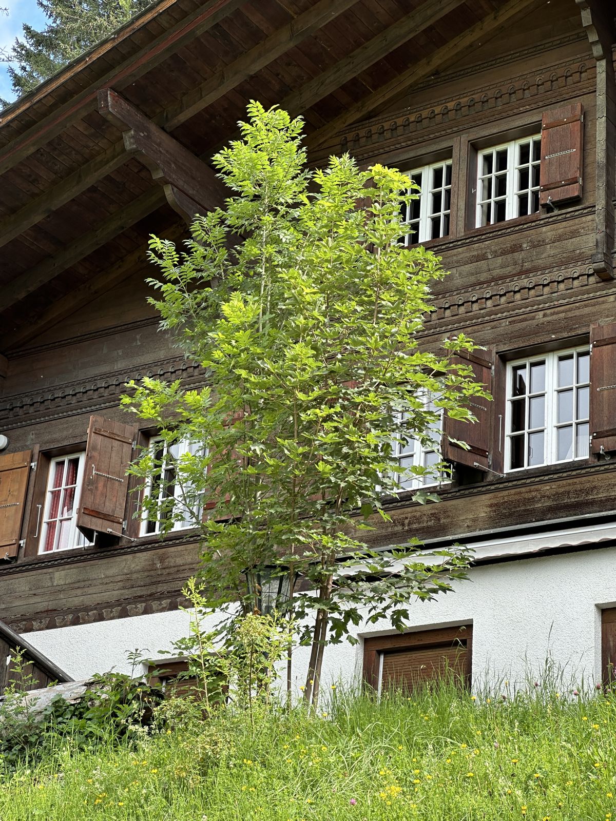 Das Chalet Carlina in Lenk